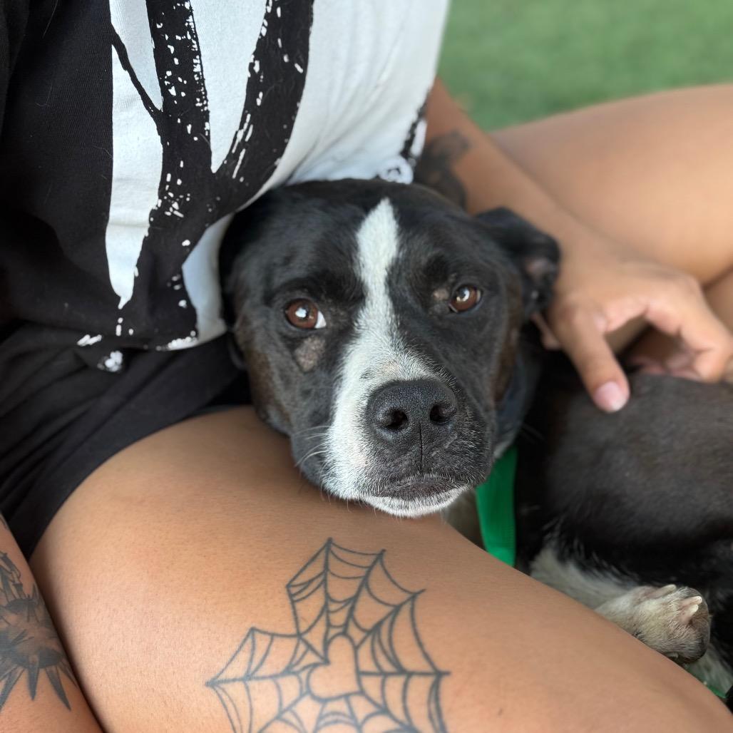 Arwen, Adoptable, Adult Female Pit Bull Terrier.