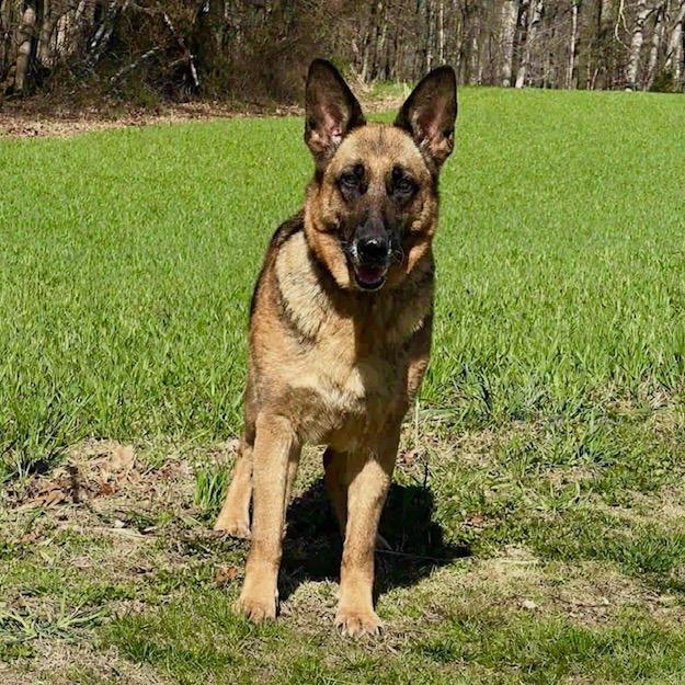 Enlarge Marcy (26-161), a Adoptable German Shepherd Dog in New Ringgold, PA image 1/5