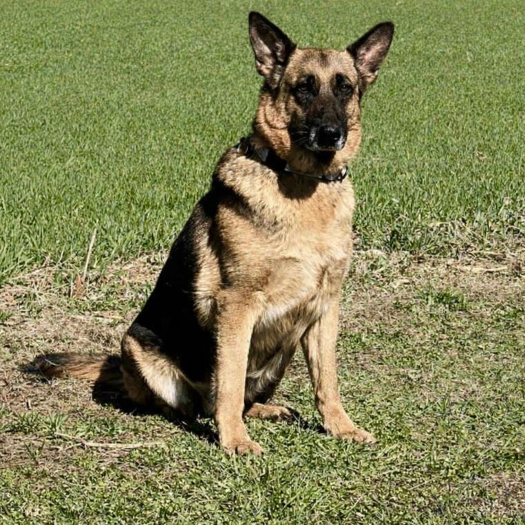 Enlarge Marcy (26-161), a Adoptable German Shepherd Dog in New Ringgold, PA image 2/5