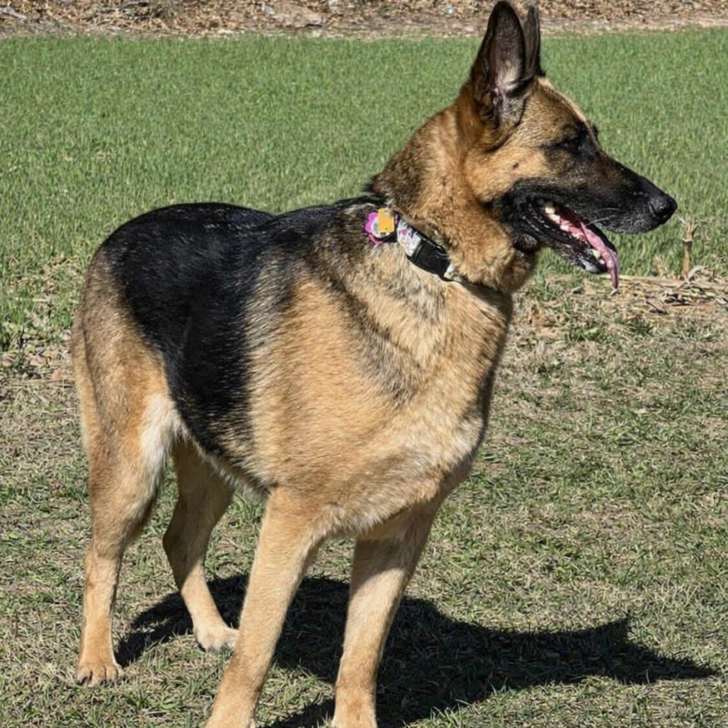 Enlarge Marcy (26-161), a Adoptable German Shepherd Dog in New Ringgold, PA image 3/5