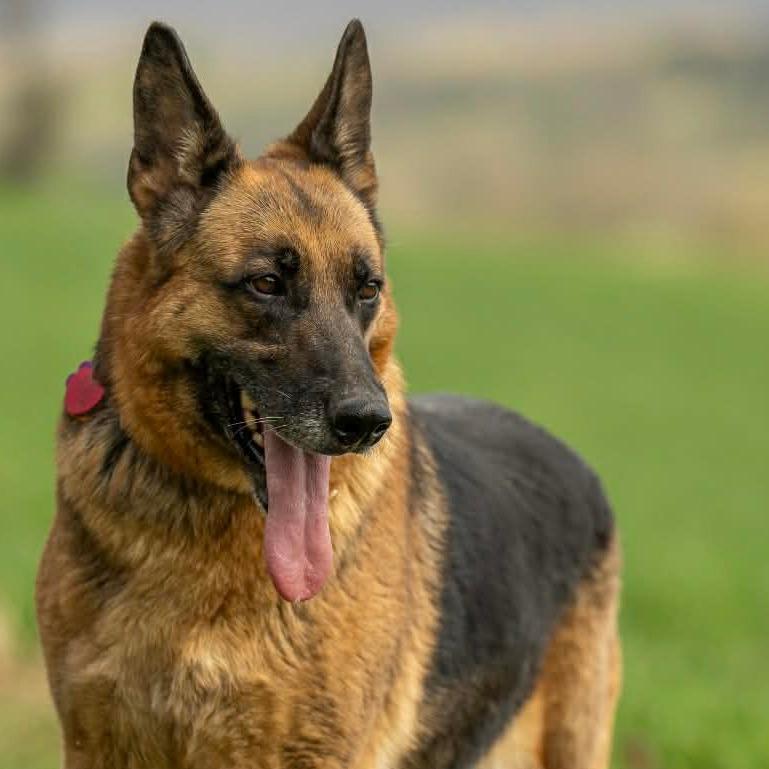 Enlarge Marcy (26-161), a Adoptable German Shepherd Dog in New Ringgold, PA image 4/5