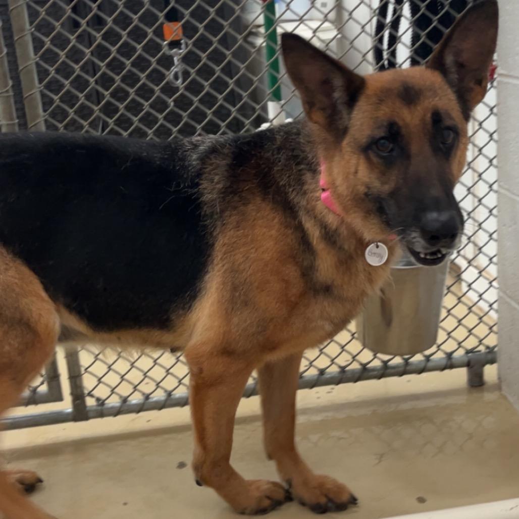 Enlarge Marcy (26-161), a Adoptable German Shepherd Dog in New Ringgold, PA image 5/5
