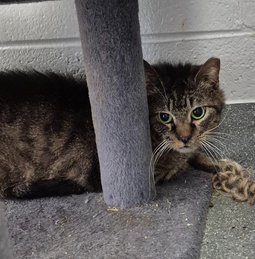 Foxglove, Adoptable, Adult Male Domestic Short Hair.