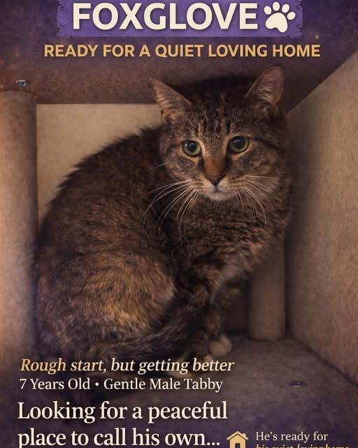 Enlarge Foxglove, a Adoptable mixed breed in East Ridge, TN image 2/2