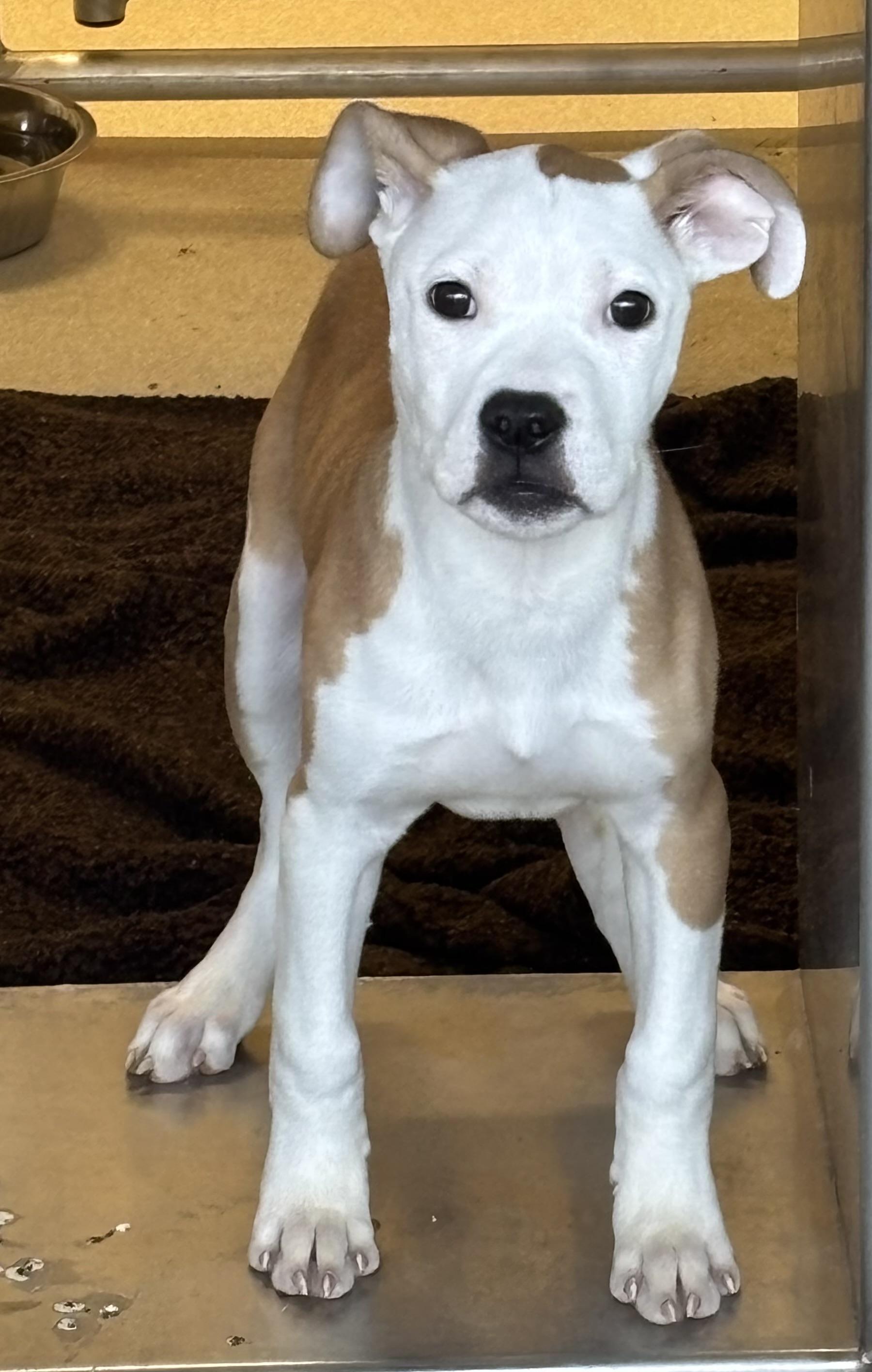 Vader, Adopted, Puppy Male American Bulldog & Boxer.