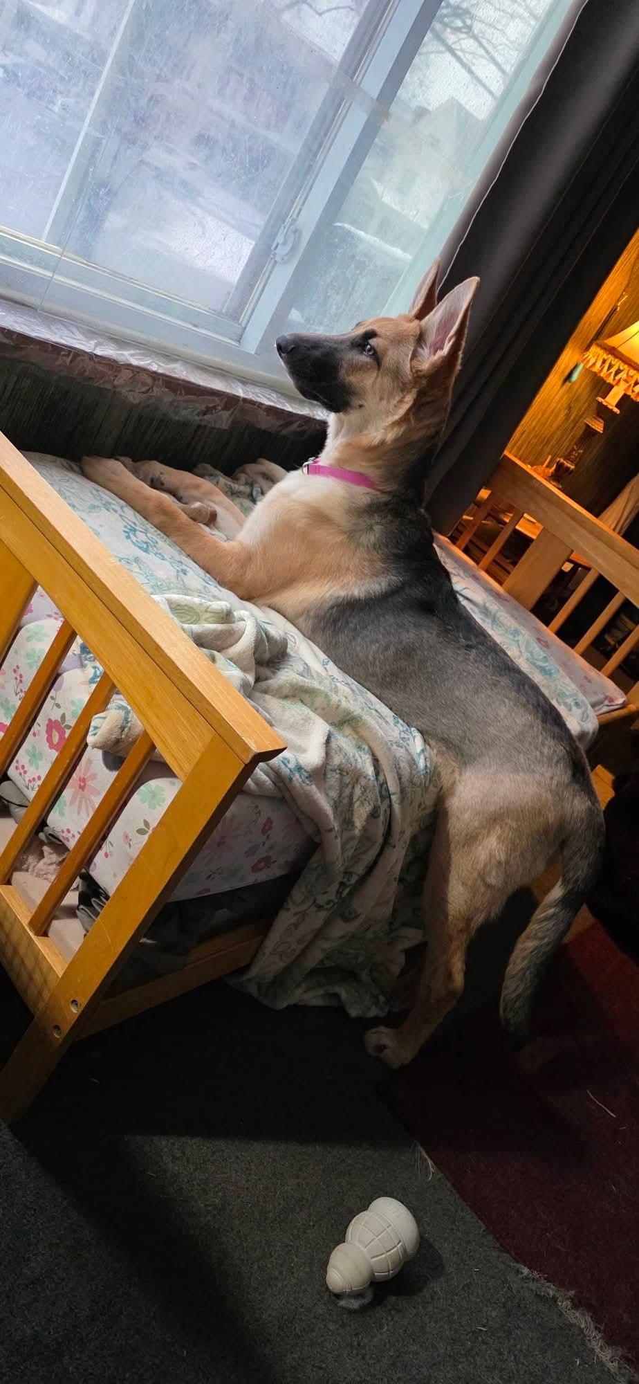 ADDISON tinycauseadopt@gmail.com , a ADOPTABLE German Shepherd Dog in Vandergrift, PA image 4/4
