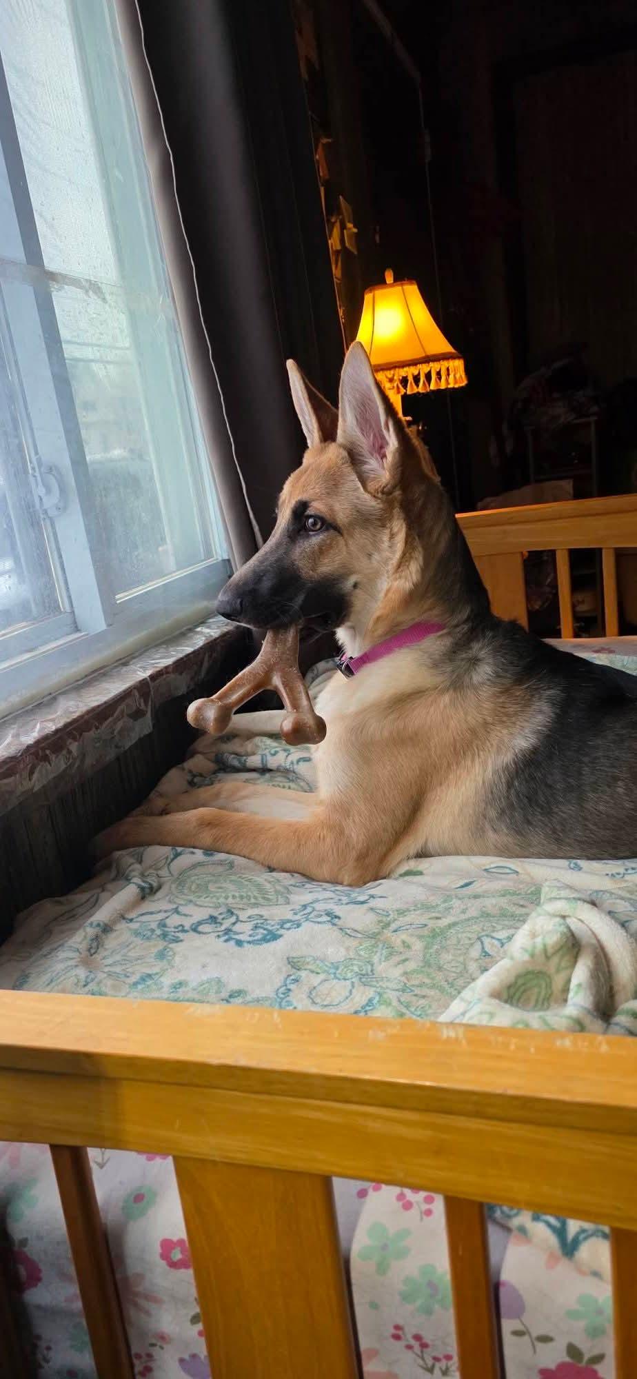 ADDISON tinycauseadopt@gmail.com , ADOPTABLE, Young Female German Shepherd Dog.