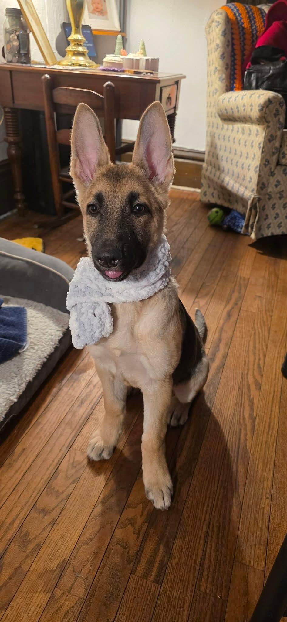 ADDISON tinycauseadopt@gmail.com , ADOPTABLE, Puppy Female German Shepherd Dog.