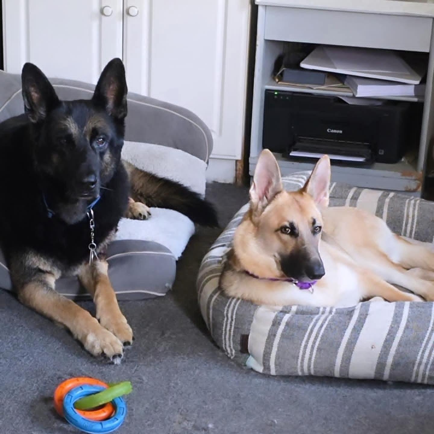 ADDISON tinycauseadopt@gmail.com , a ADOPTABLE German Shepherd Dog in Vandergrift, PA image 3/4