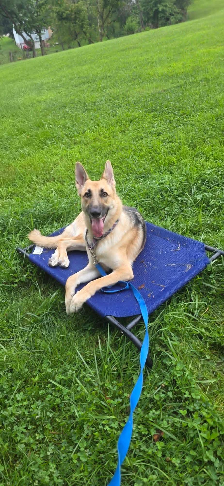 ADDISON tinycauseadopt@gmail.com , a ADOPTABLE German Shepherd Dog in Vandergrift, PA image 2/4