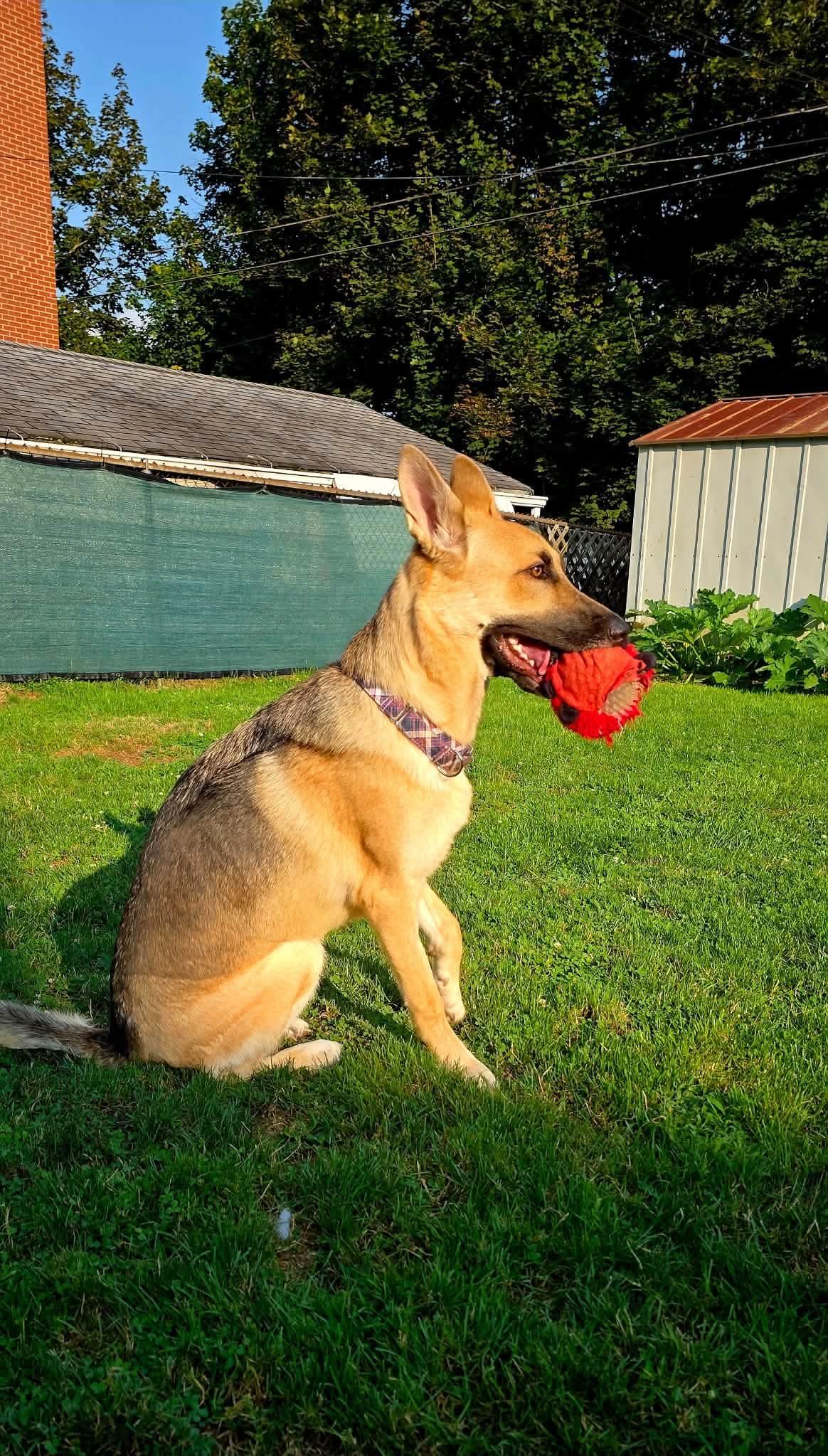 Enlarge ADDISON tinycauseadopt@gmail.com , a Adoptable German Shepherd Dog in Vandergrift, PA image 5/5