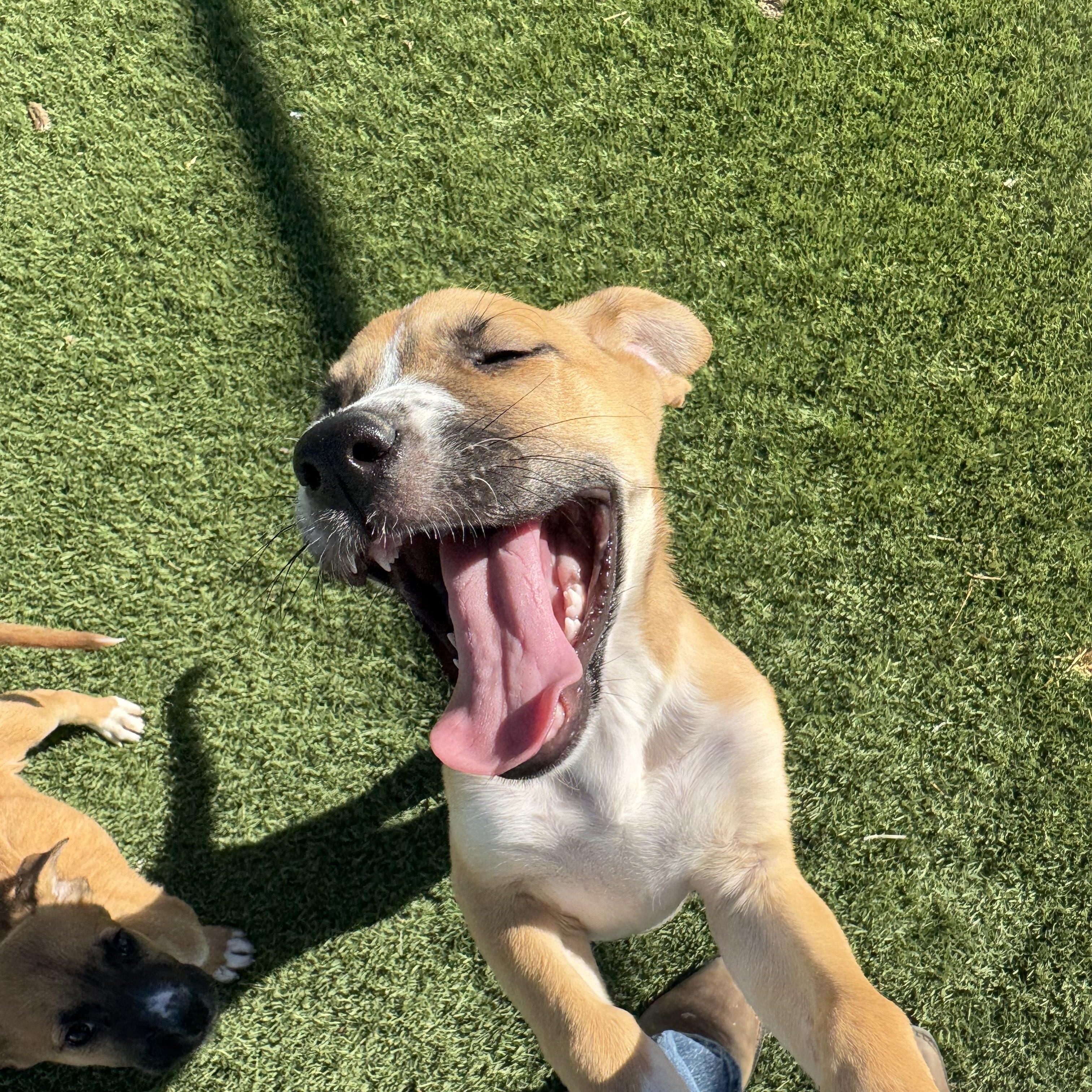 CINNAMON (AVAILABLE: 7/23/25)