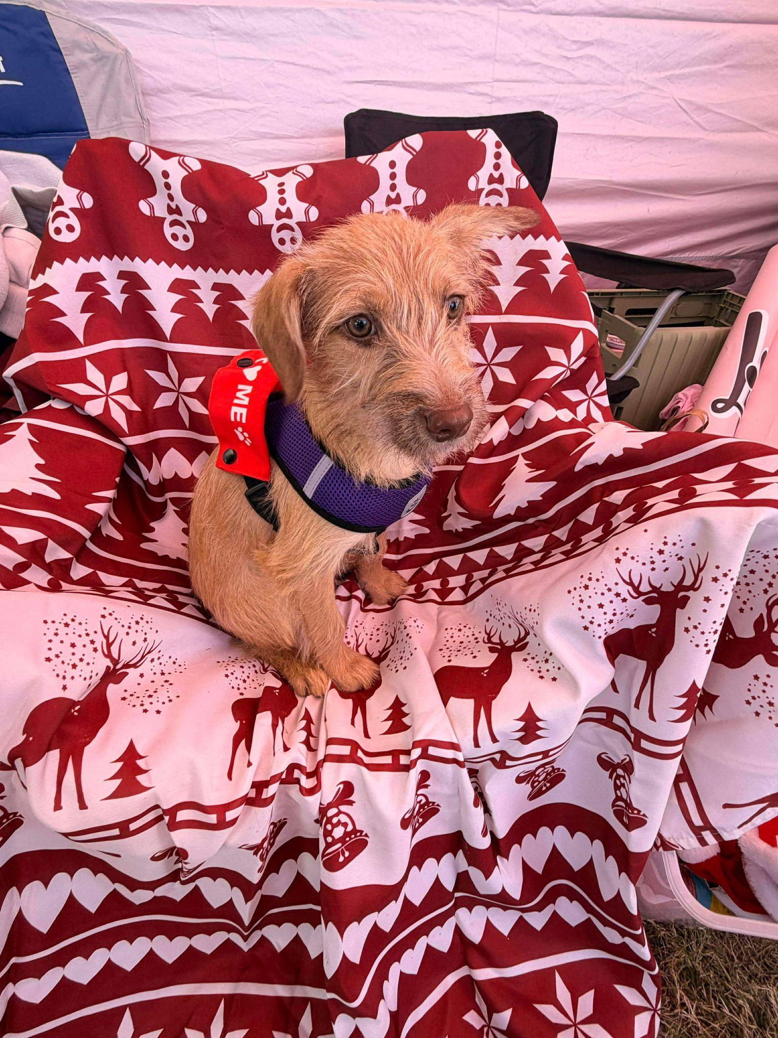 Mischief thumbnail 3