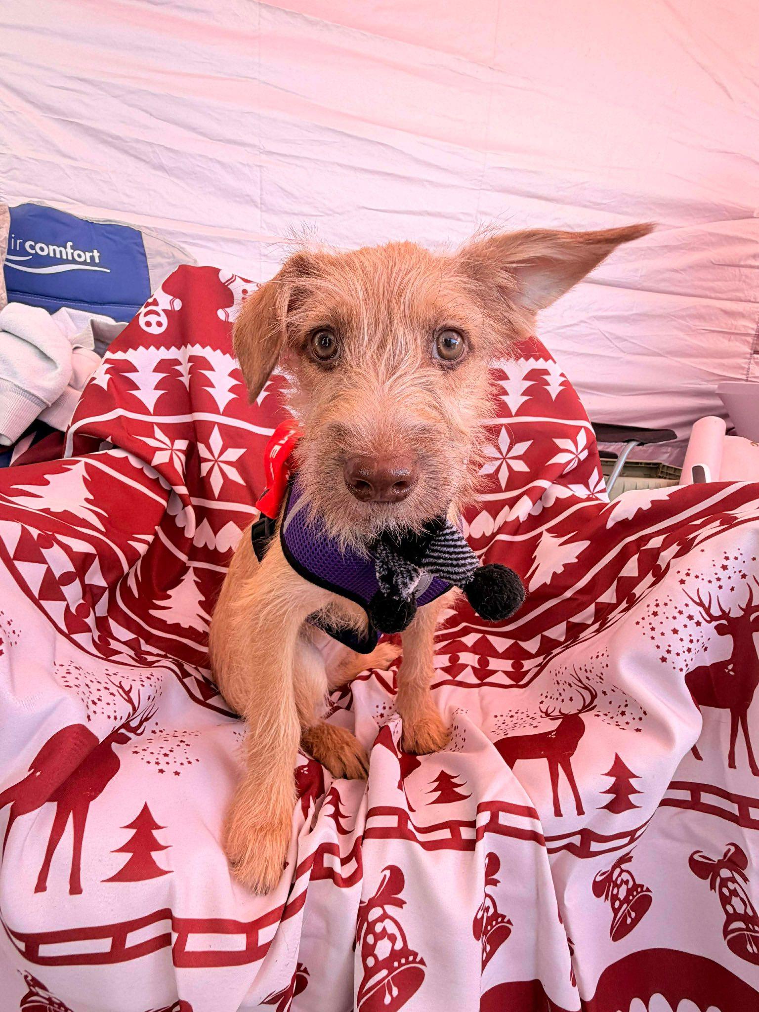 Mischief thumbnail 4