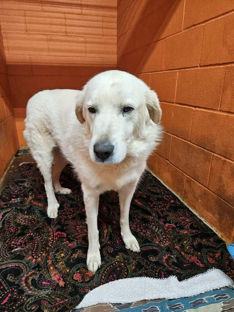 Enlarge Moo, a Adoptable Great Pyrenees in Deerfield, WI image 2/5