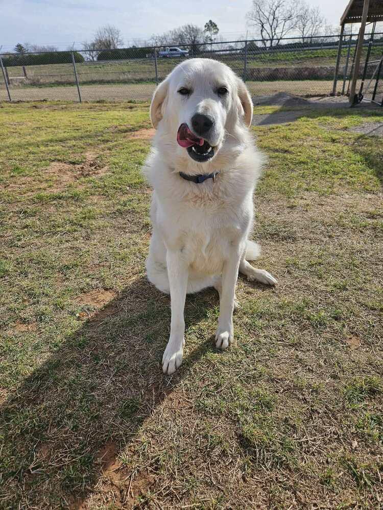 Enlarge Moo, a Adoptable Great Pyrenees in Deerfield, WI image 3/5