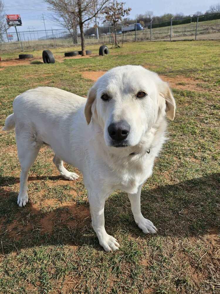 Enlarge Moo, a Adoptable Great Pyrenees in Deerfield, WI image 4/5