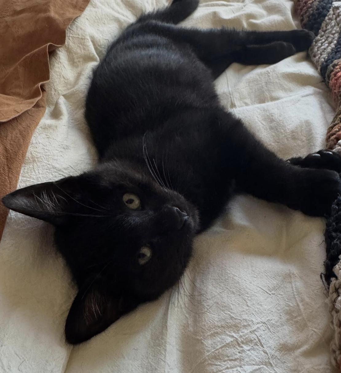 Enlarge Leo, a Adoptable Domestic Short Hair in Oceanside, CA image 5/5