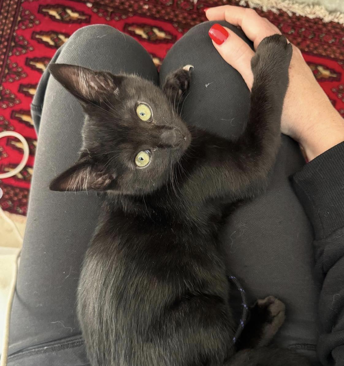 Enlarge Leo, a Adoptable Domestic Short Hair in Oceanside, CA image 4/5