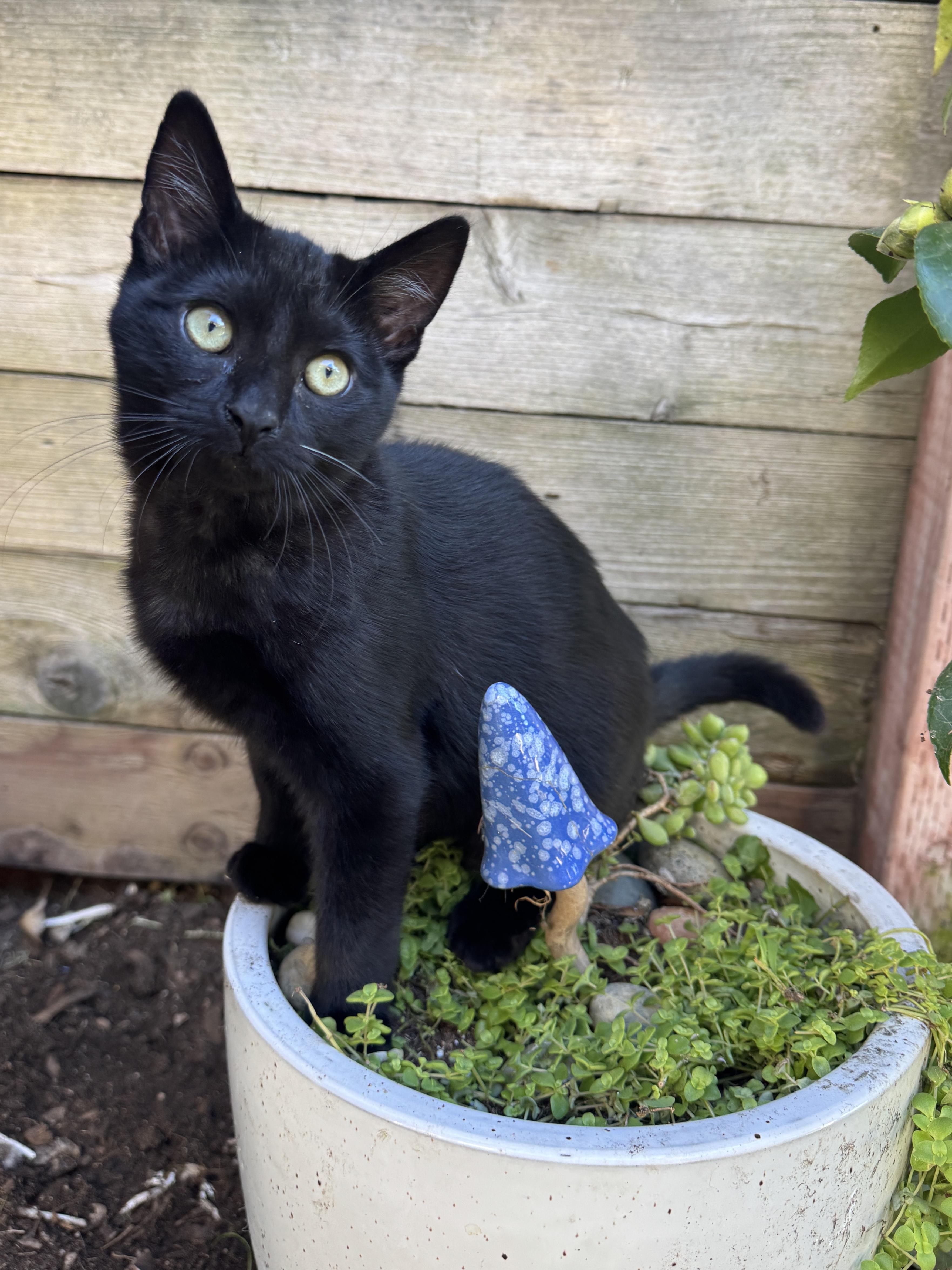 Enlarge Leo, a Adoptable Domestic Short Hair in Oceanside, CA image 1/5