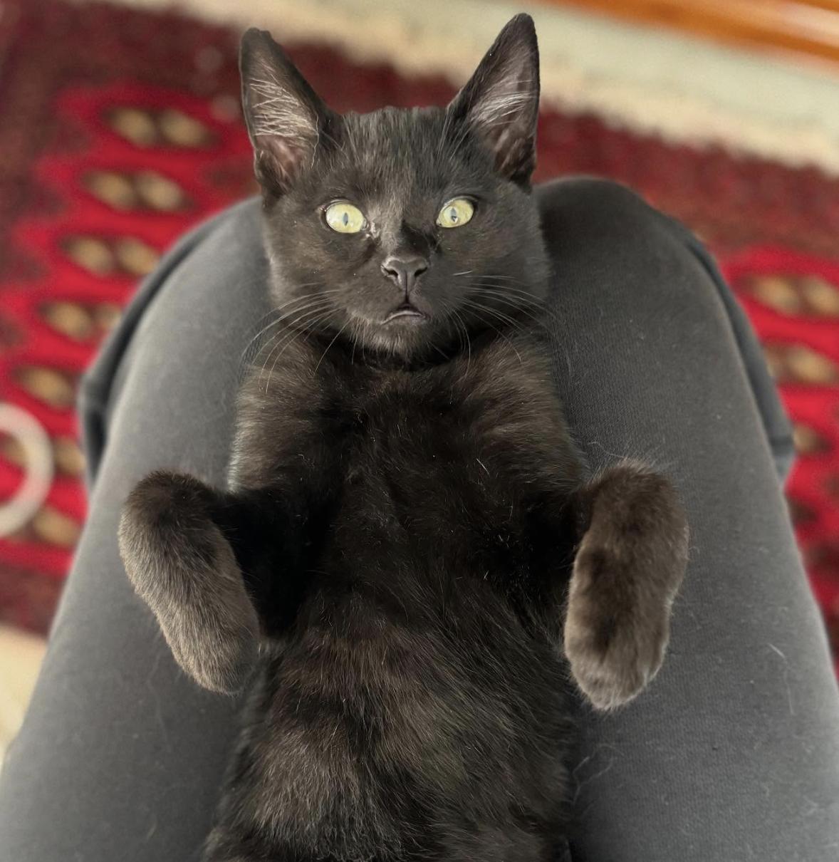 Leo, Adoptable, Kitten Male Domestic Short Hair.