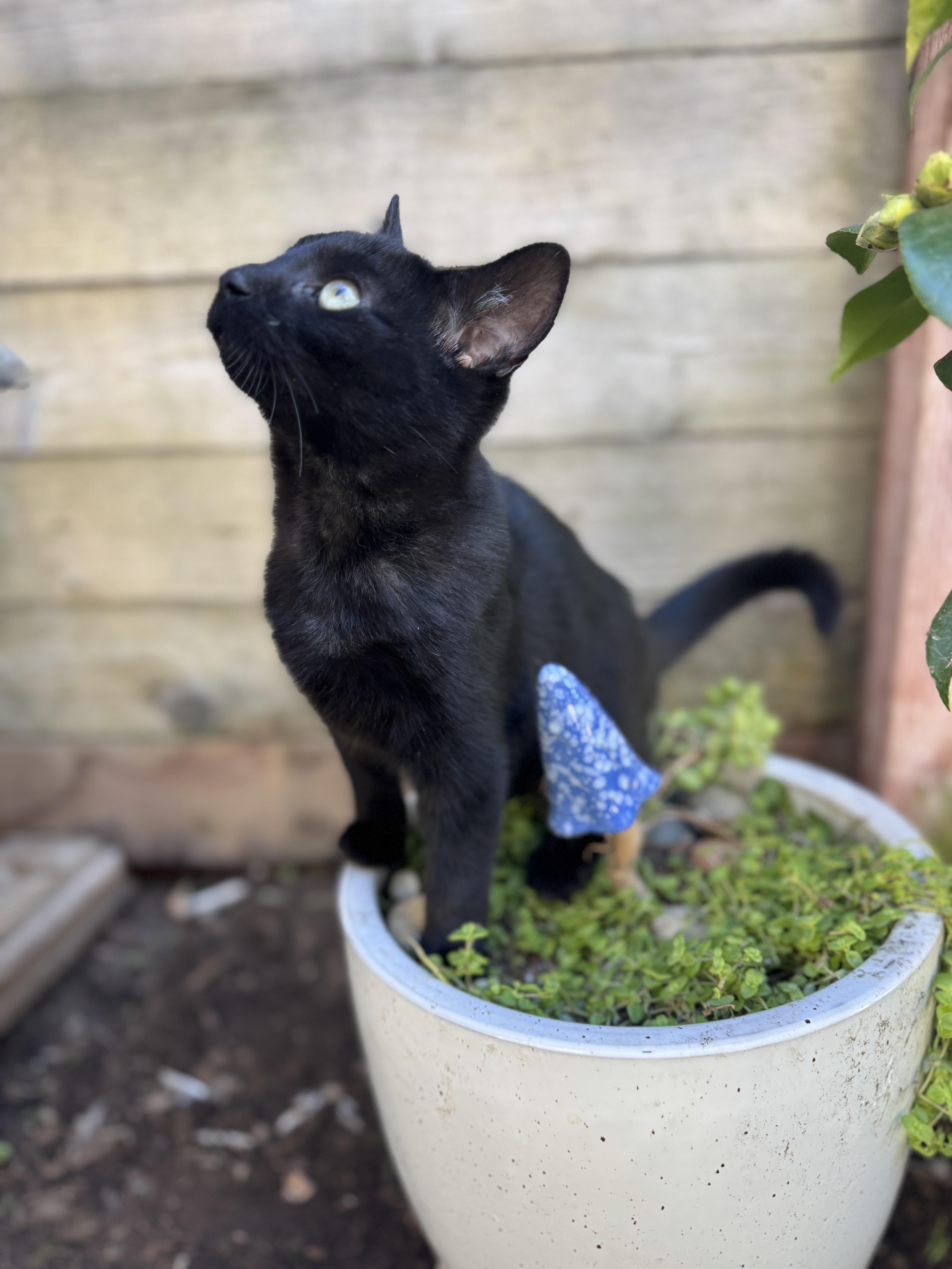 Enlarge Leo, a Adoptable Domestic Short Hair in Oceanside, CA image 3/5