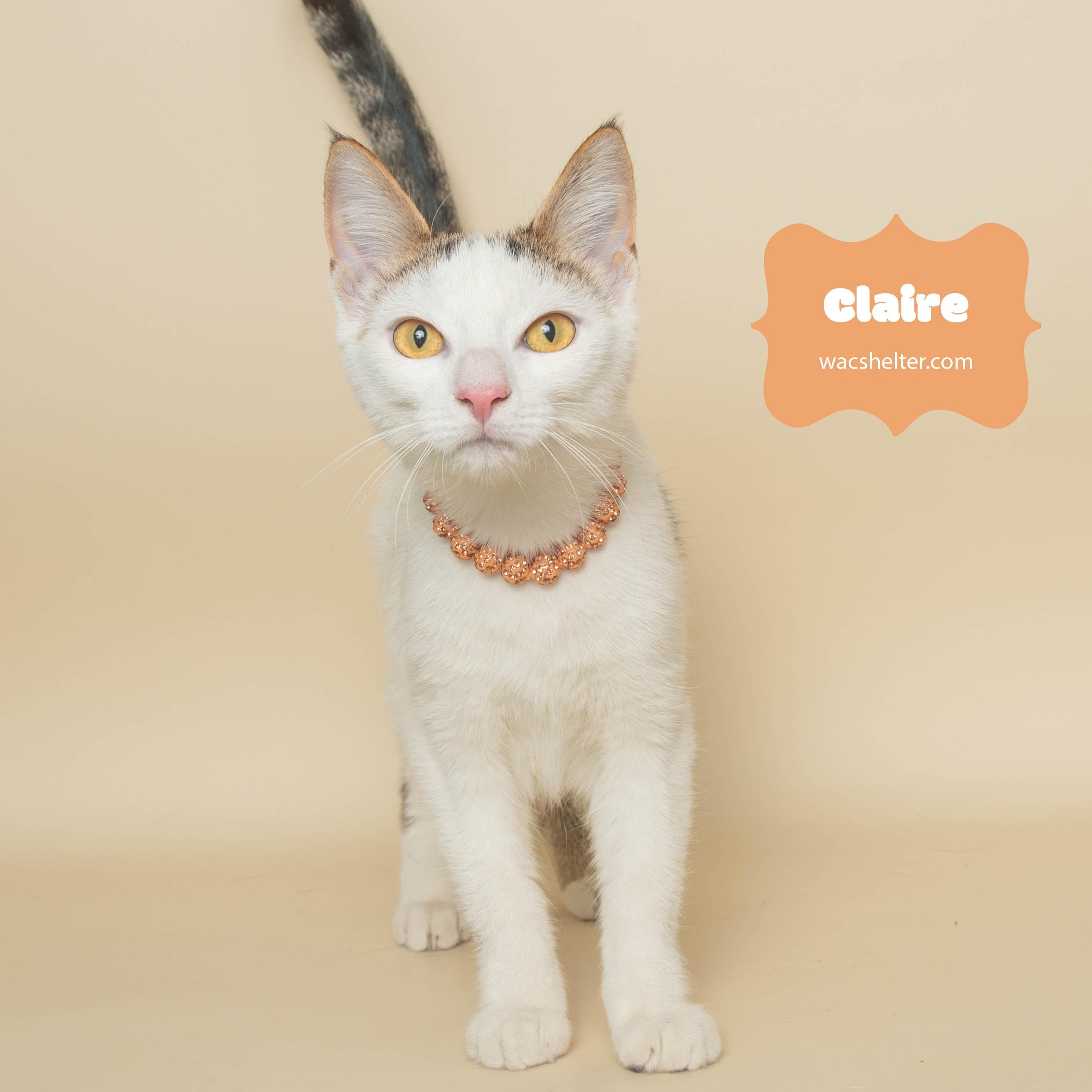 CLAIRE, adopted, Young Female Domestic Short Hair.