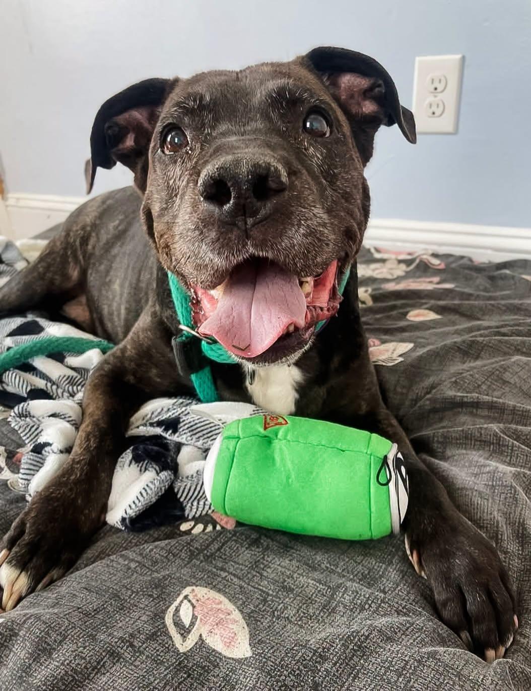 GROOT, a ADOPTABLE mixed breed in Philadelphia, PA image 4/5