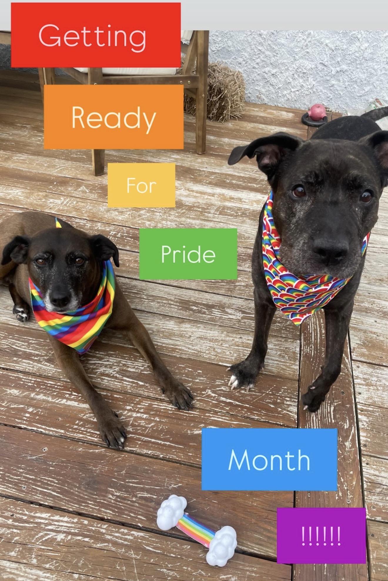 GROOT, a ADOPTABLE mixed breed in Philadelphia, PA image 5/5