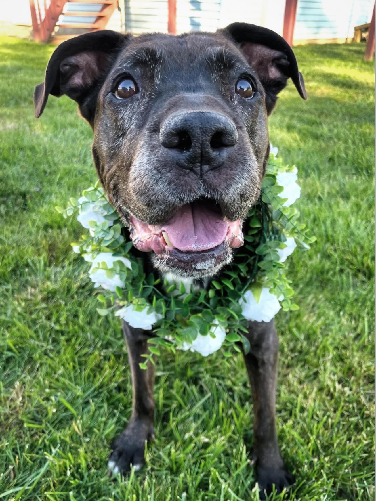 GROOT, ADOPTABLE, Senior Male Pit Bull Terrier.