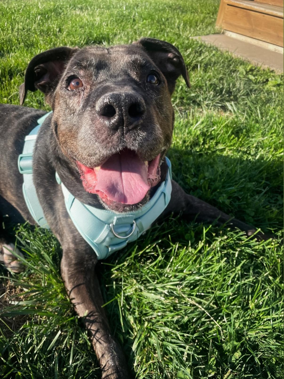 GROOT, a ADOPTABLE mixed breed in Philadelphia, PA image 3/5