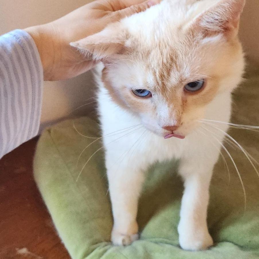 Grapefruit (FIV+), Adoptable, Adult Male Domestic Short Hair.