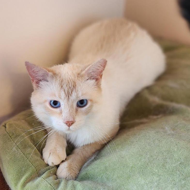 Enlarge Grapefruit (FIV+), a Adoptable Domestic Short Hair in Middleton, WI image 2/3