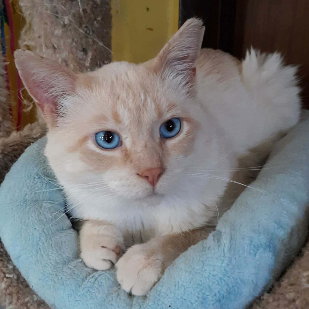Enlarge Grapefruit (FIV+), a Adoptable Domestic Short Hair in Middleton, WI image 3/3