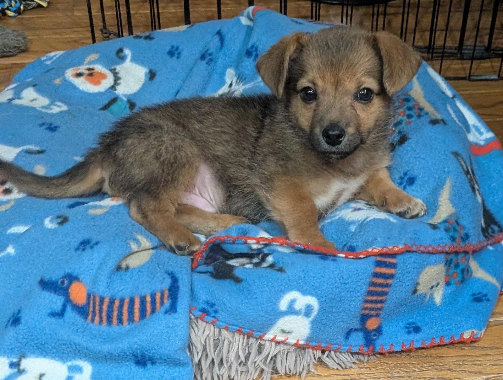 Enlarge Beary, a Adoptable mixed breed in West Des Moines, IA image 1/3