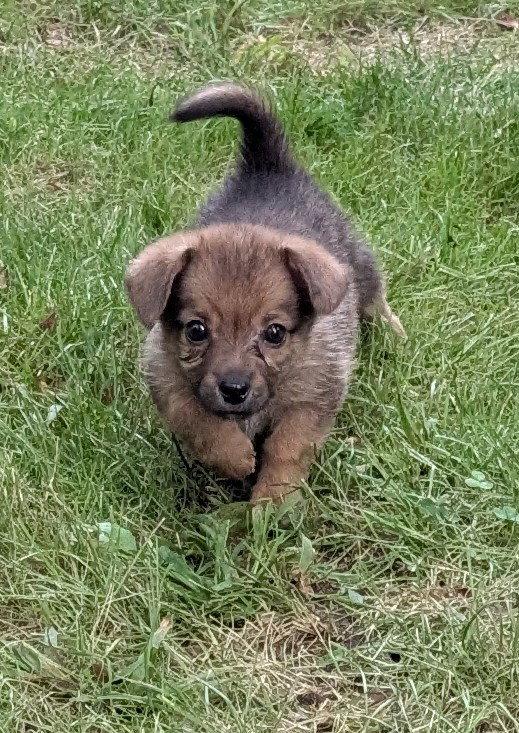 Enlarge Beary, a Adoptable mixed breed in West Des Moines, IA image 2/3
