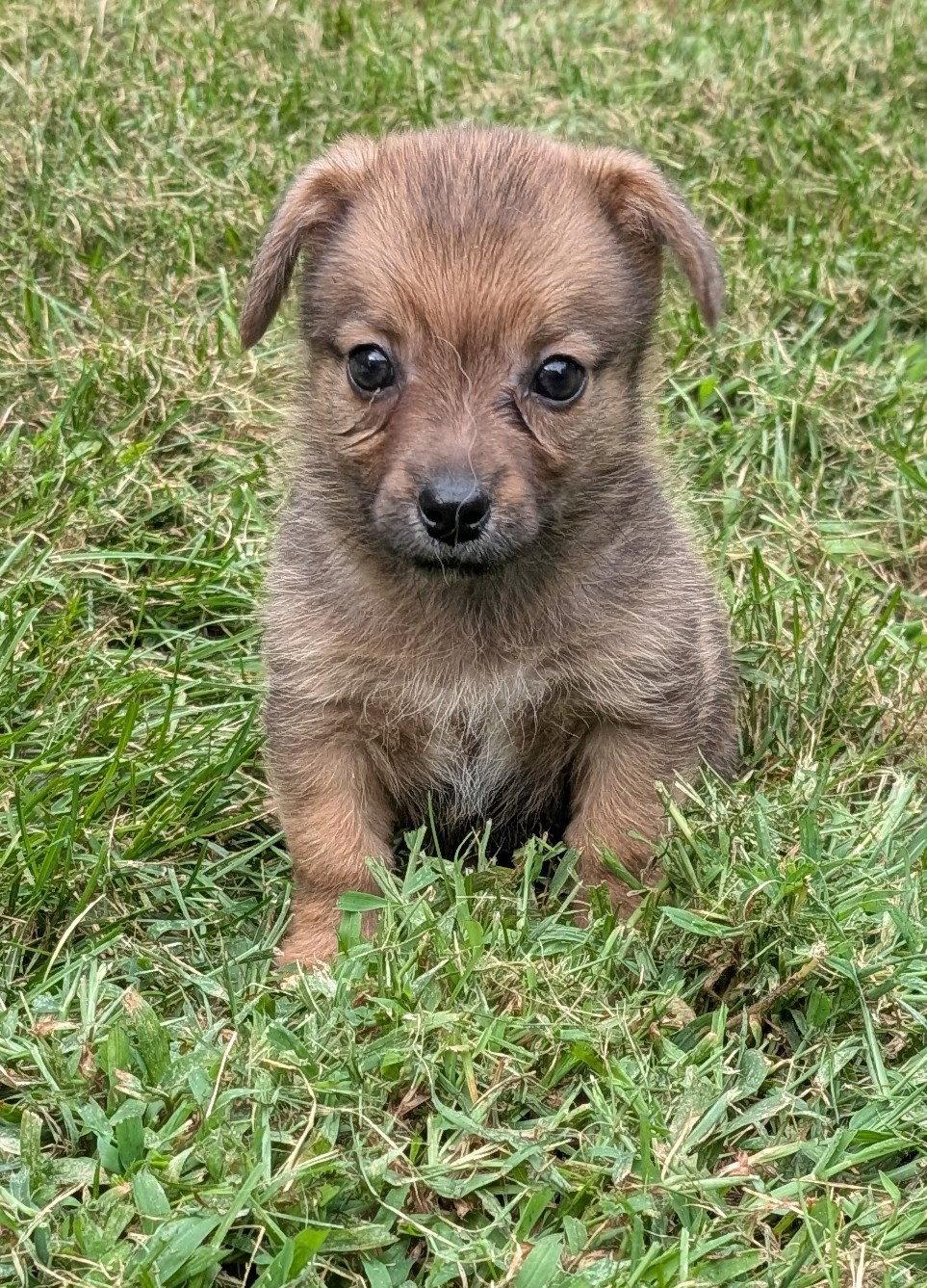 Enlarge Beary, a Adoptable mixed breed in West Des Moines, IA image 3/3
