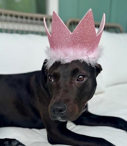 Missy, Adoptable, Adult Female Terrier & Mixed Breed.
