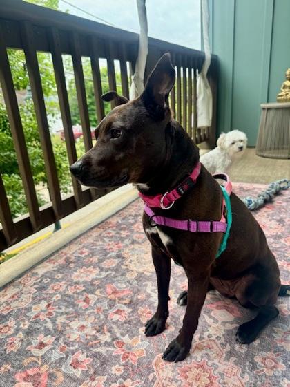 Enlarge Missy, a Adoptable mixed breed in Atlanta, GA image 2/3