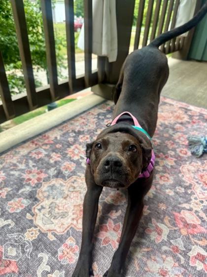 Enlarge Missy, a Adoptable mixed breed in Atlanta, GA image 3/3