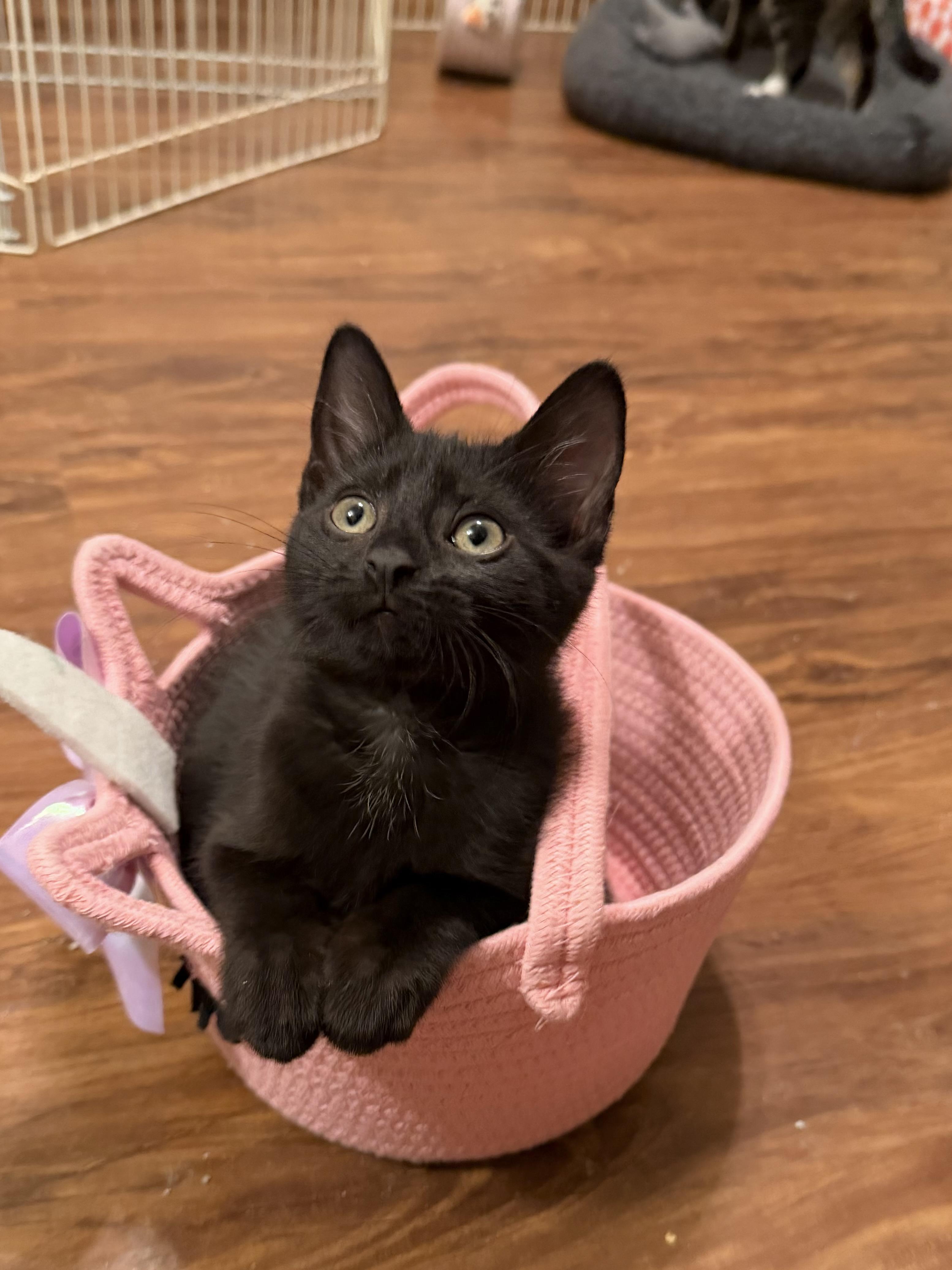 Rufus, adopted, Kitten Male Domestic Short Hair.