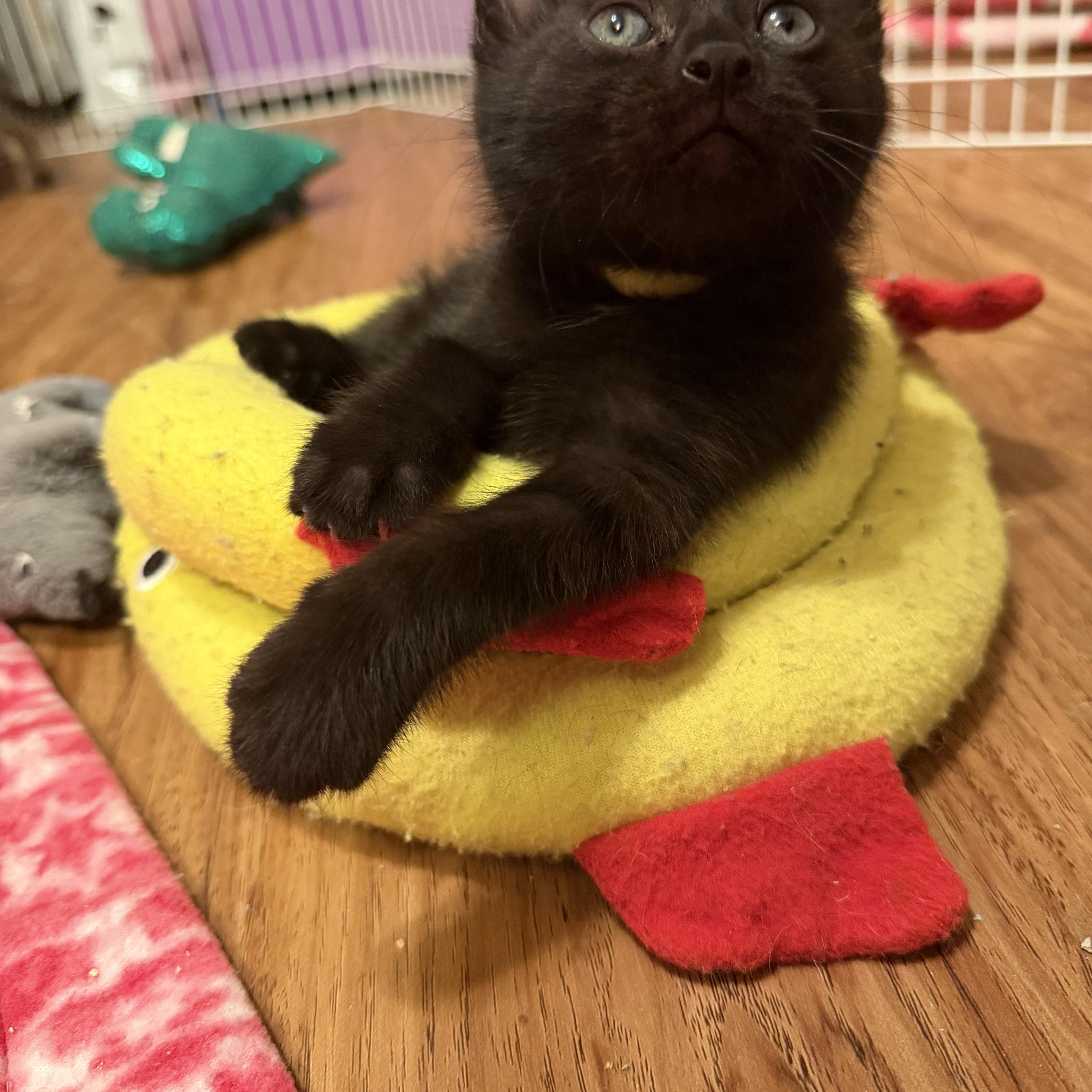 Enlarge Rufus, an adopted Domestic Short Hair in Naperville, IL image 2/2