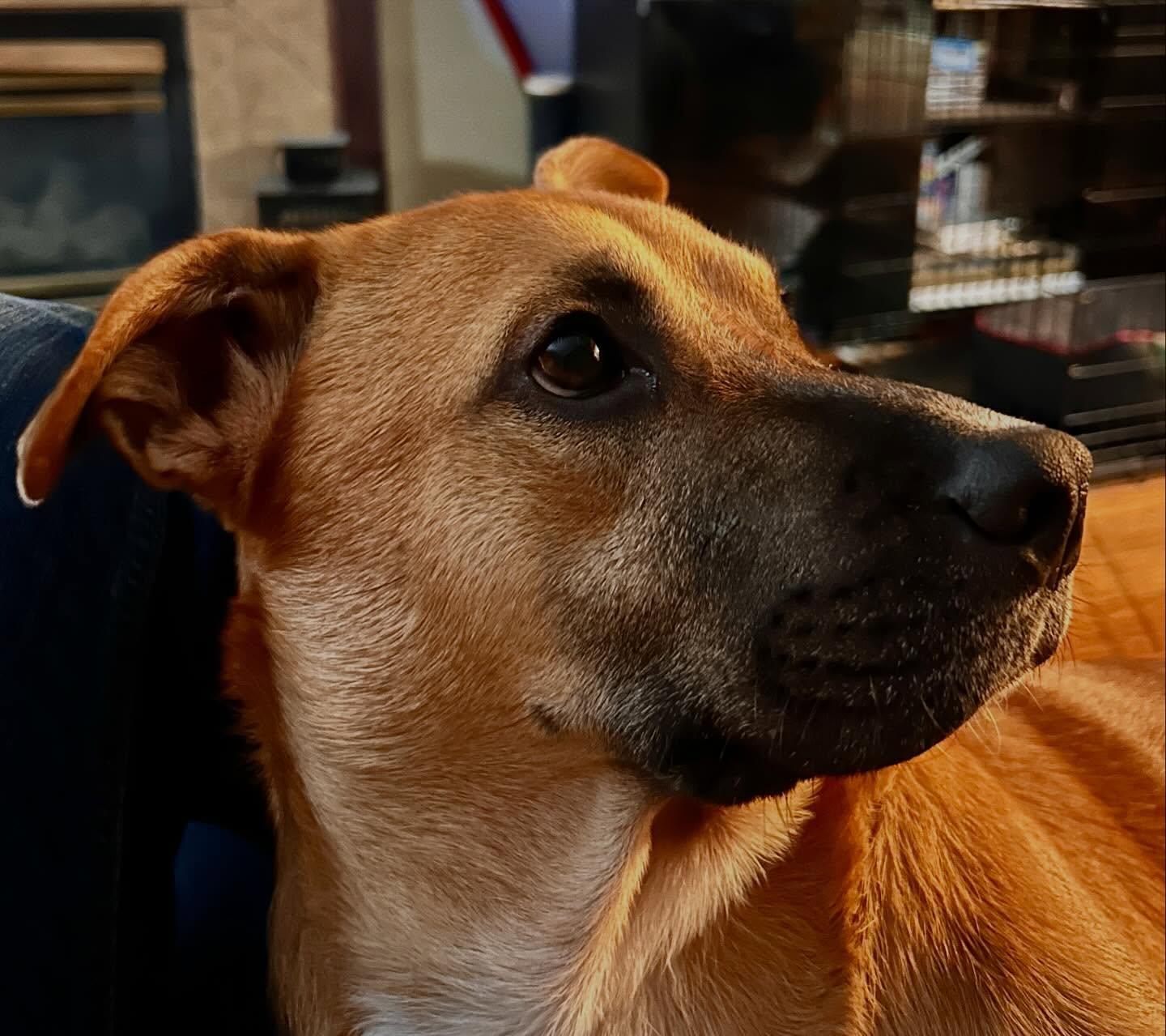 Enlarge Zach, a ADOPTABLE mixed breed in Commerce City, CO image 6/6