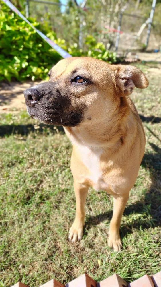 Enlarge Zach, a ADOPTABLE mixed breed in Commerce City, CO image 4/6