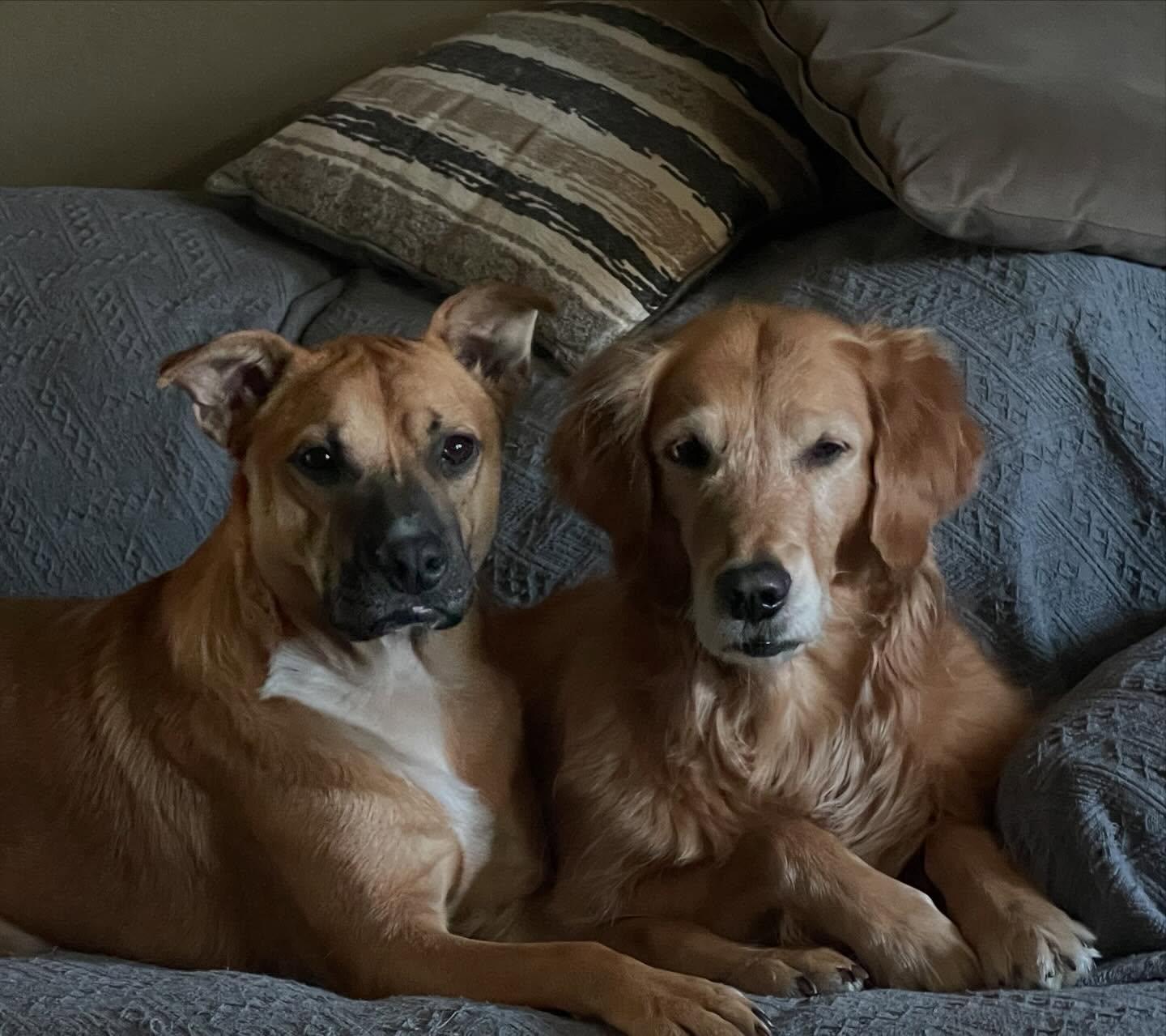 Enlarge Zach, a ADOPTABLE mixed breed in Commerce City, CO image 3/6