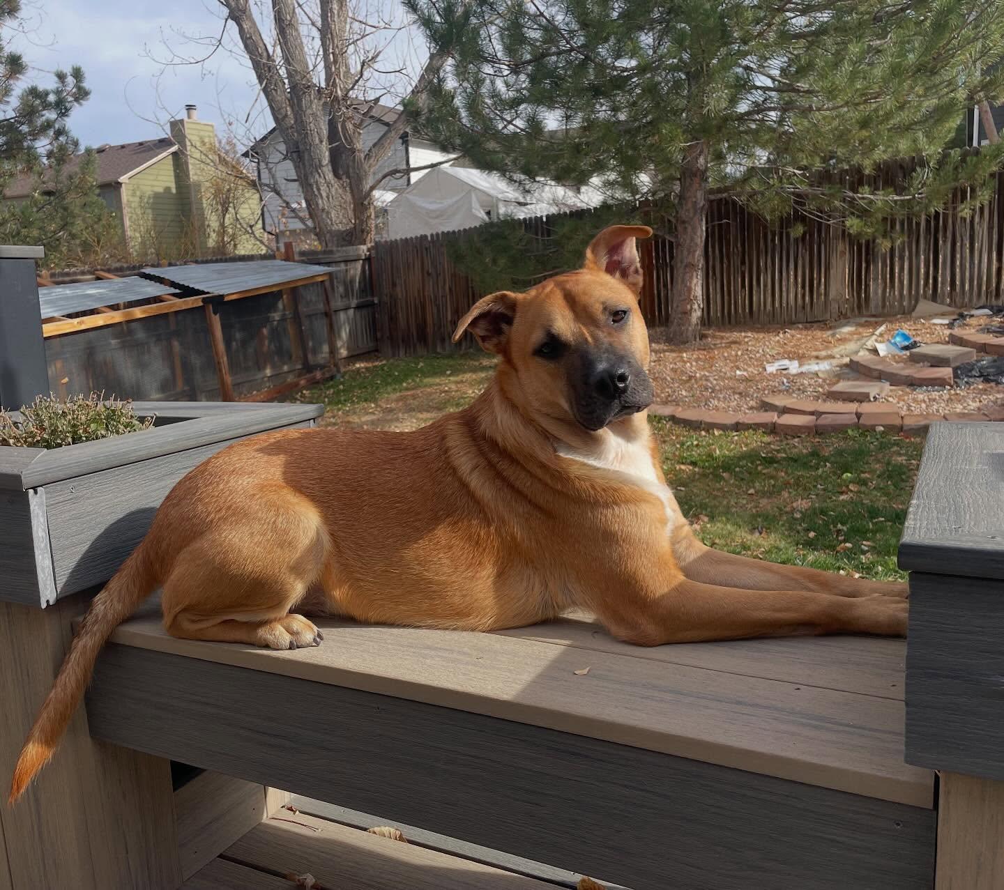 Enlarge Zach, a ADOPTABLE mixed breed in Commerce City, CO image 1/6