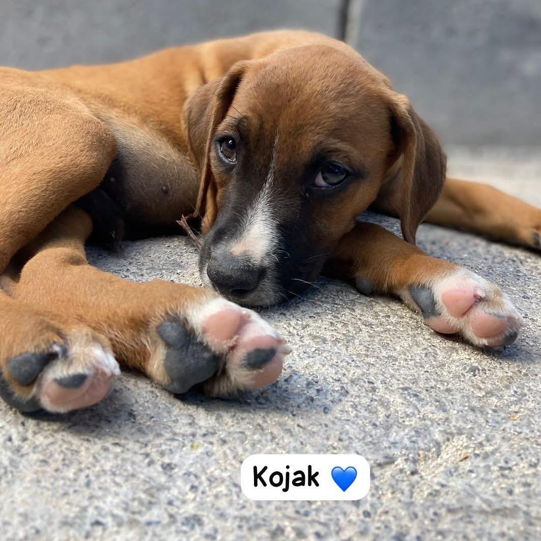 Kojak, a ADOPTABLE Mixed Breed in Thornhill, ON image 3/4