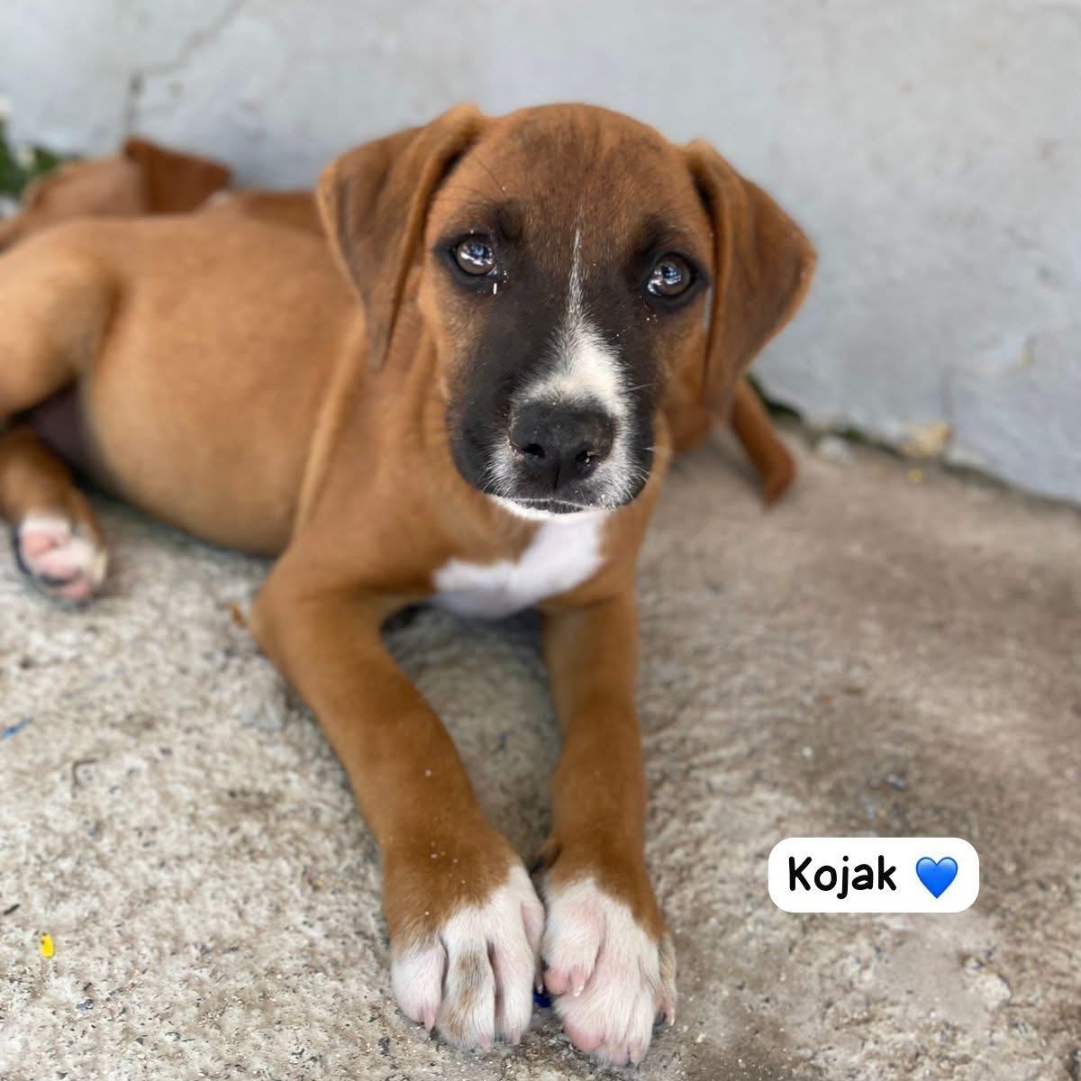 Kojak, a ADOPTABLE Mixed Breed in Thornhill, ON image 2/4