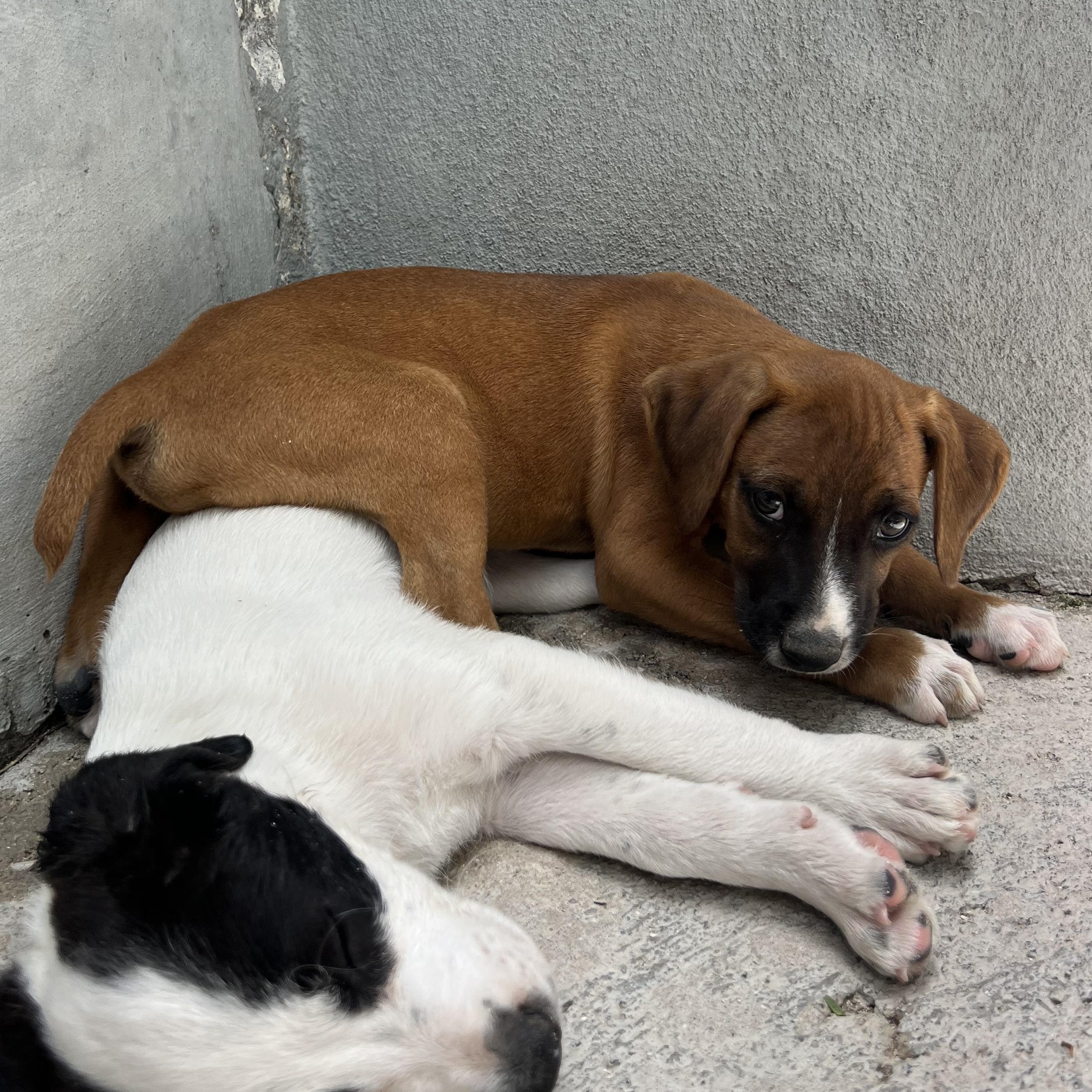 Kojak, a ADOPTABLE Mixed Breed in Thornhill, ON image 4/4