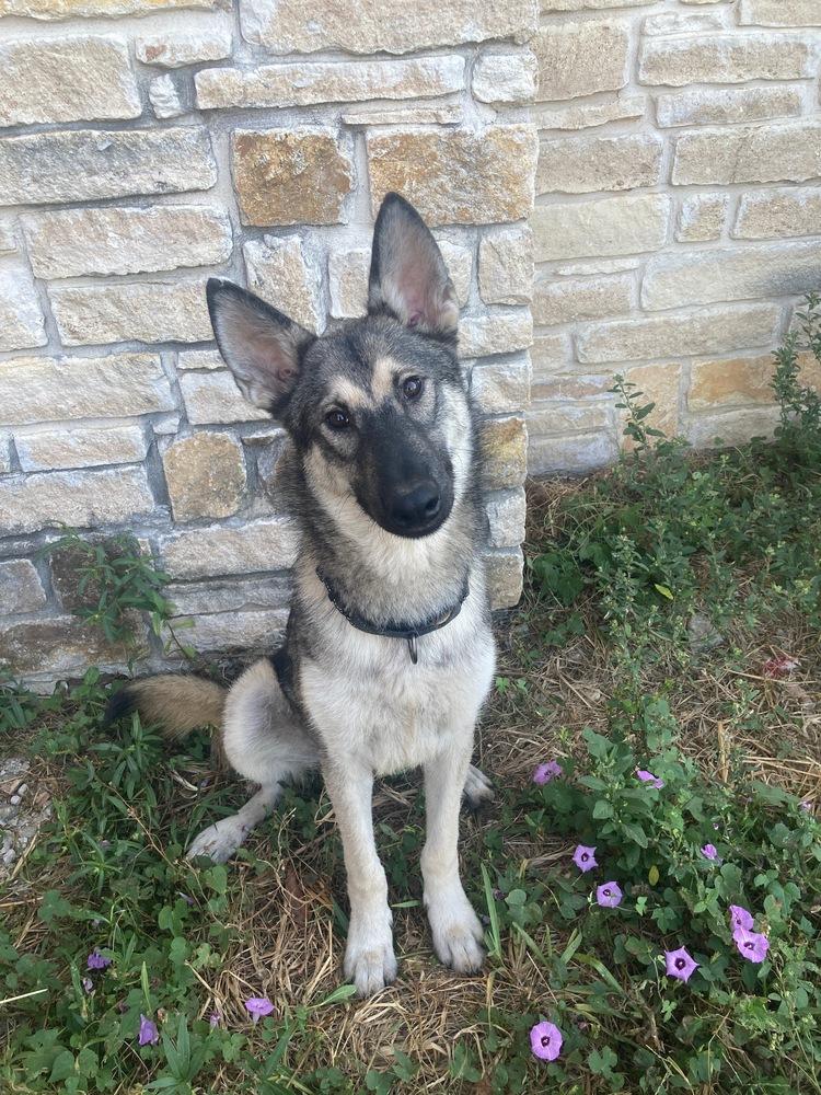 Enlarge Alfredo, a Adoptable mixed breed in Brookshire, TX image 1/5